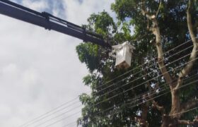 Despliegan control de vegetación en más de 62 mil metros de redes eléctricas en Portuguesa