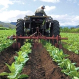 Sector-agroalimentario