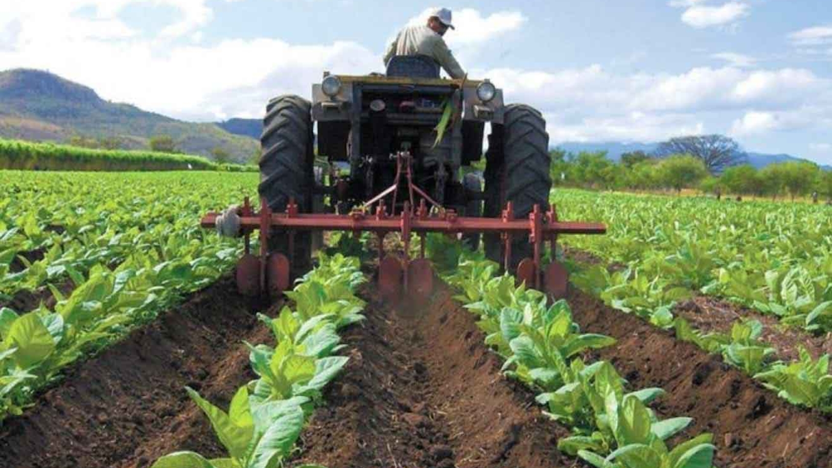 Sector-agroalimentario