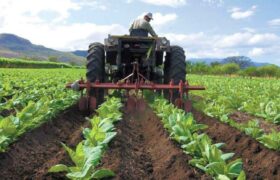 Venezuela apunta al 100% del abastecimiento agrícola