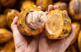 Agricultores de Amazonas serán integrados para potenciar la producción de cacao en la región