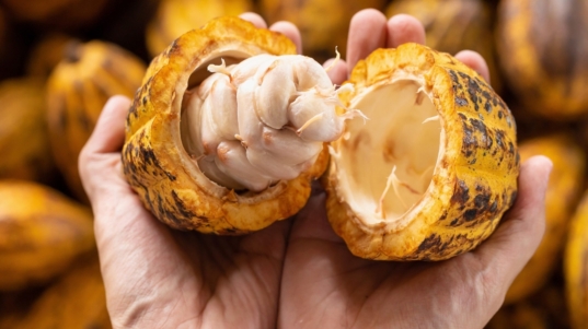 cacao (1)