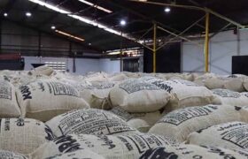Venezuela exporta 95,9 toneladas de café verde a EE. UU.