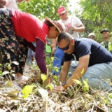 reforestación