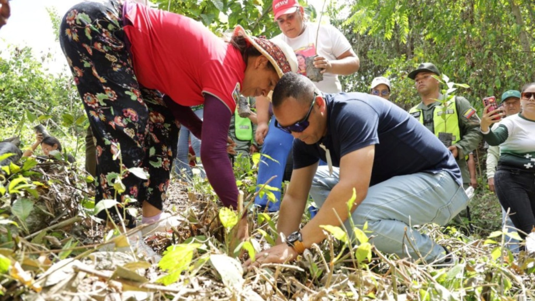 reforestación