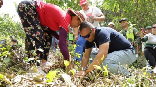 reforestación
