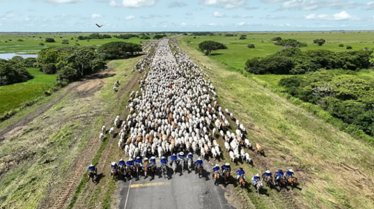 Apure rompe récord con más de 6 mil reses movilizadas en arreo de Mautes