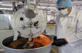 Fundación Ciepe estandariza proceso tecnológico para obtención de harina de maíz tostado