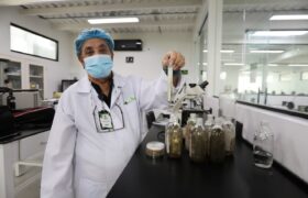 Demuestran efectividad de bioinsecticida para el control del chipo en Venezuela