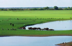 Venezuela avanza en la protección de fauna silvestre con la Gran Misión Madre Tierra