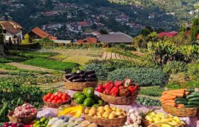 Realizan asamblea para fortalecer producción de hortalizas y frutas en Miranda