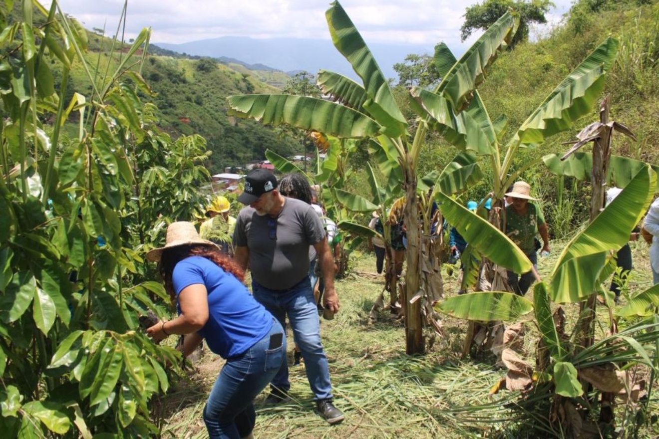 Reforestación (1)