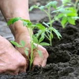 SIEMBRA DE PLANTAS