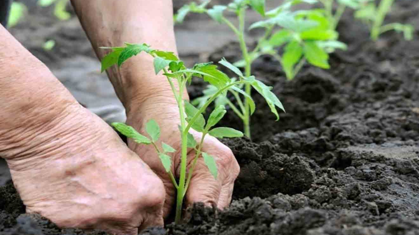 SIEMBRA DE PLANTAS