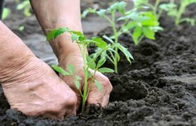 Venezuela producirá 11 millones de plantas en 2026 para proteger cuencas y suelos