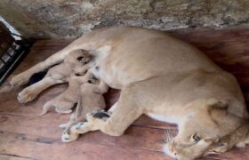 Nacen tres leoncitos en el Zoológico de Mérida