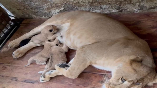 TRES LEONES EN MERIDA