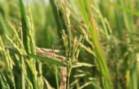 Producción de arroz y maíz se incrementan en más de 70% con políticas agrícolas