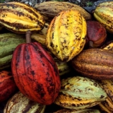 caco venezolano