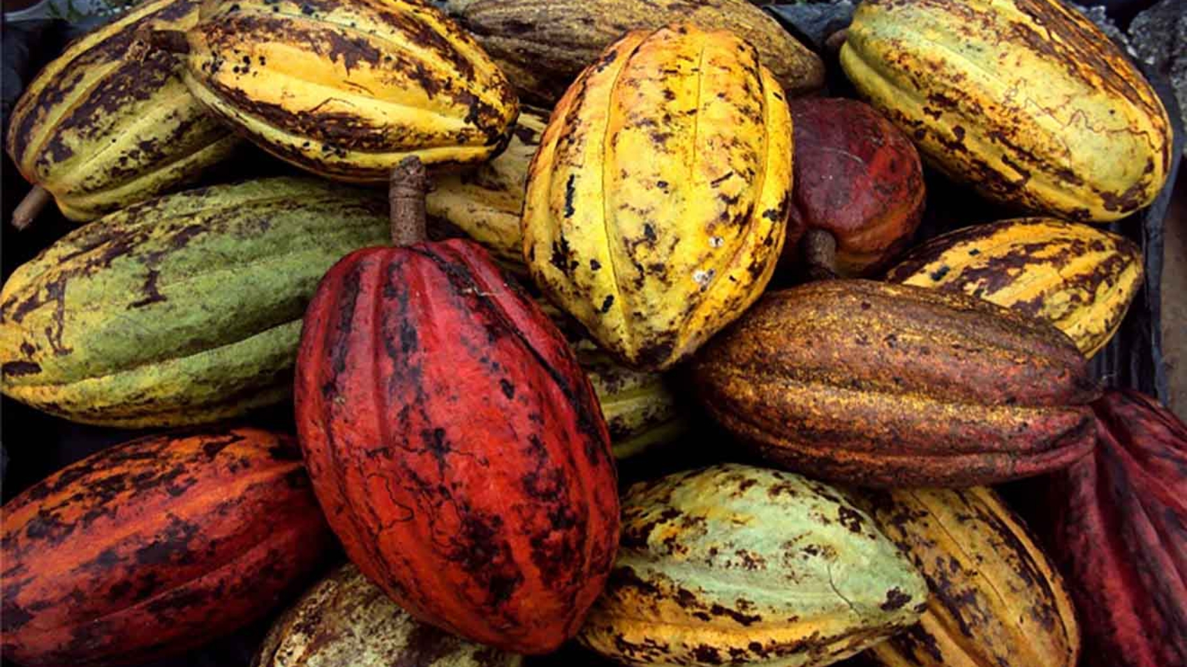 caco venezolano