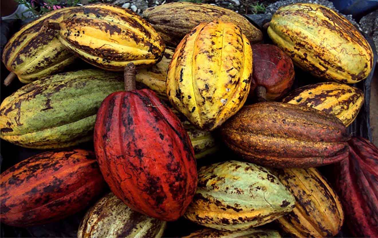 caco venezolano