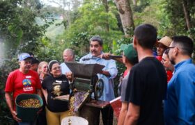 Plan de siembra de maíz y de arroz 2025: Logra una superficie de más de 347 mil hectáreas sembradas