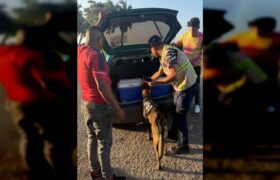 PNB aprehende a dos personas por posesión de marihuana en Sucre