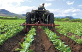 «Venezuela ha logrado la consolidación de la soberanía alimentaria» y además exporta alimentos