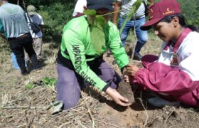 Jornada de reforestación en Sucre recupera espacios verdes para la vida
