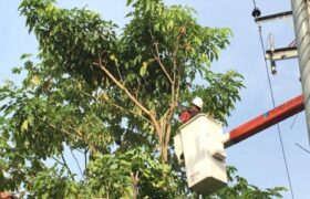 Plan Nacional de Control de Vegetación atenderá sistema eléctrico en 30 comunidades orientales