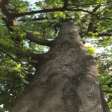 mijao