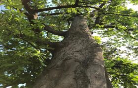 Evalúan estado fitosanitario de los árboles de mijao en Yaracuy