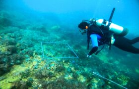Realizan caracterización en ecosistemas marinos de Anzoátegui para erradicar coral invasor