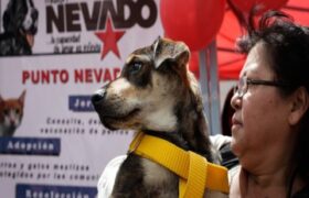 Nueva etapa de Misión Nevado: Ampliación de despliegues comunitarios y jornadas de esterilización
