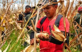Guárico inicia la cosecha de semillas de maíz para fortalecer el ciclo de invierno