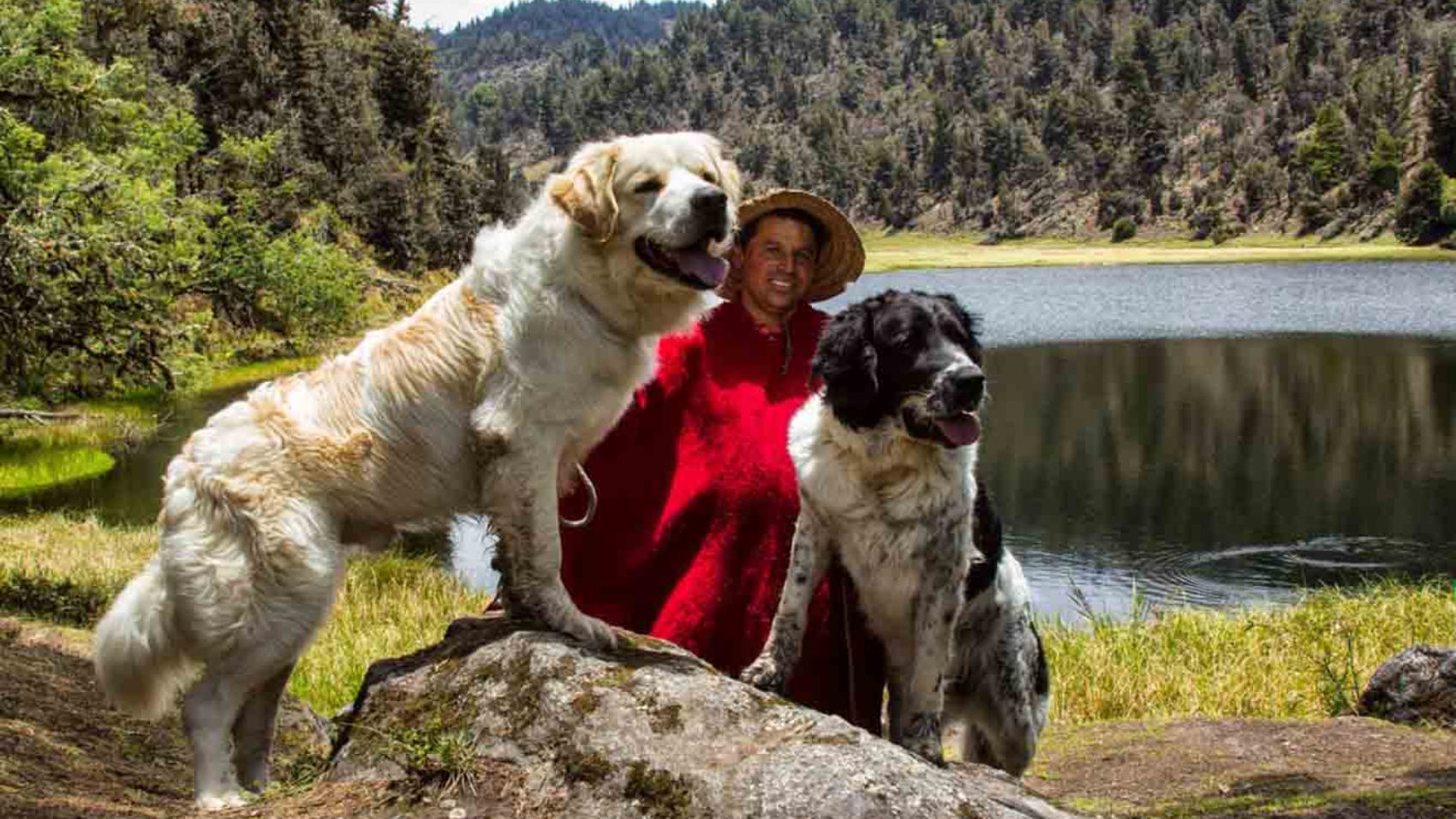 Los perros MucuchíeS