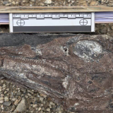 dinosaurios