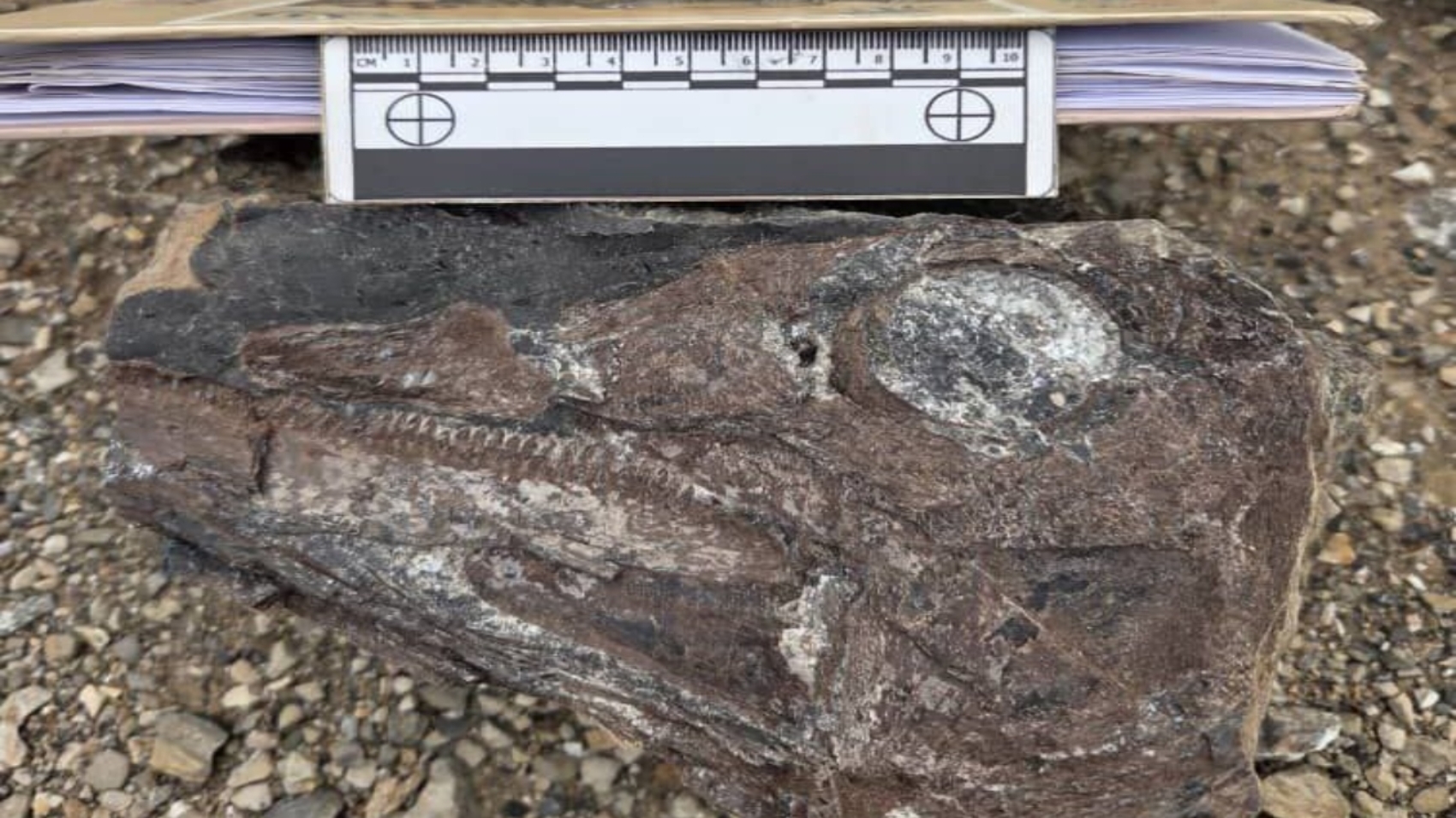 dinosaurios