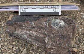 ‎Investigadores presentan hallazgos de nuevas especies de dinosaurios en Venezuela