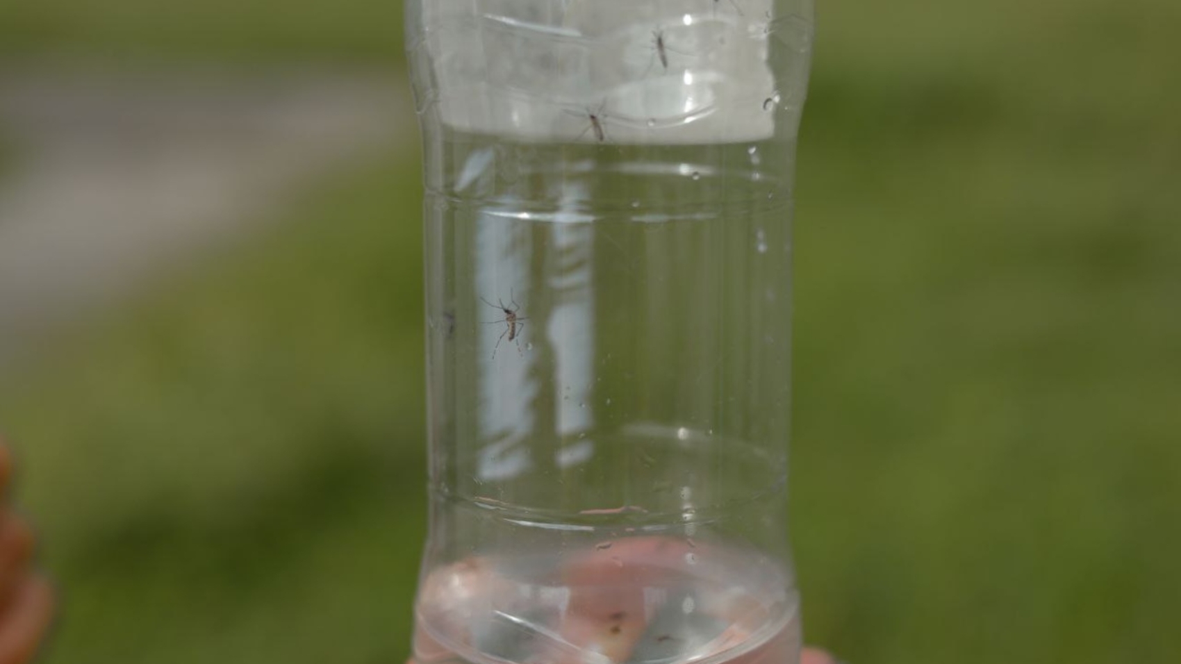 DEngue