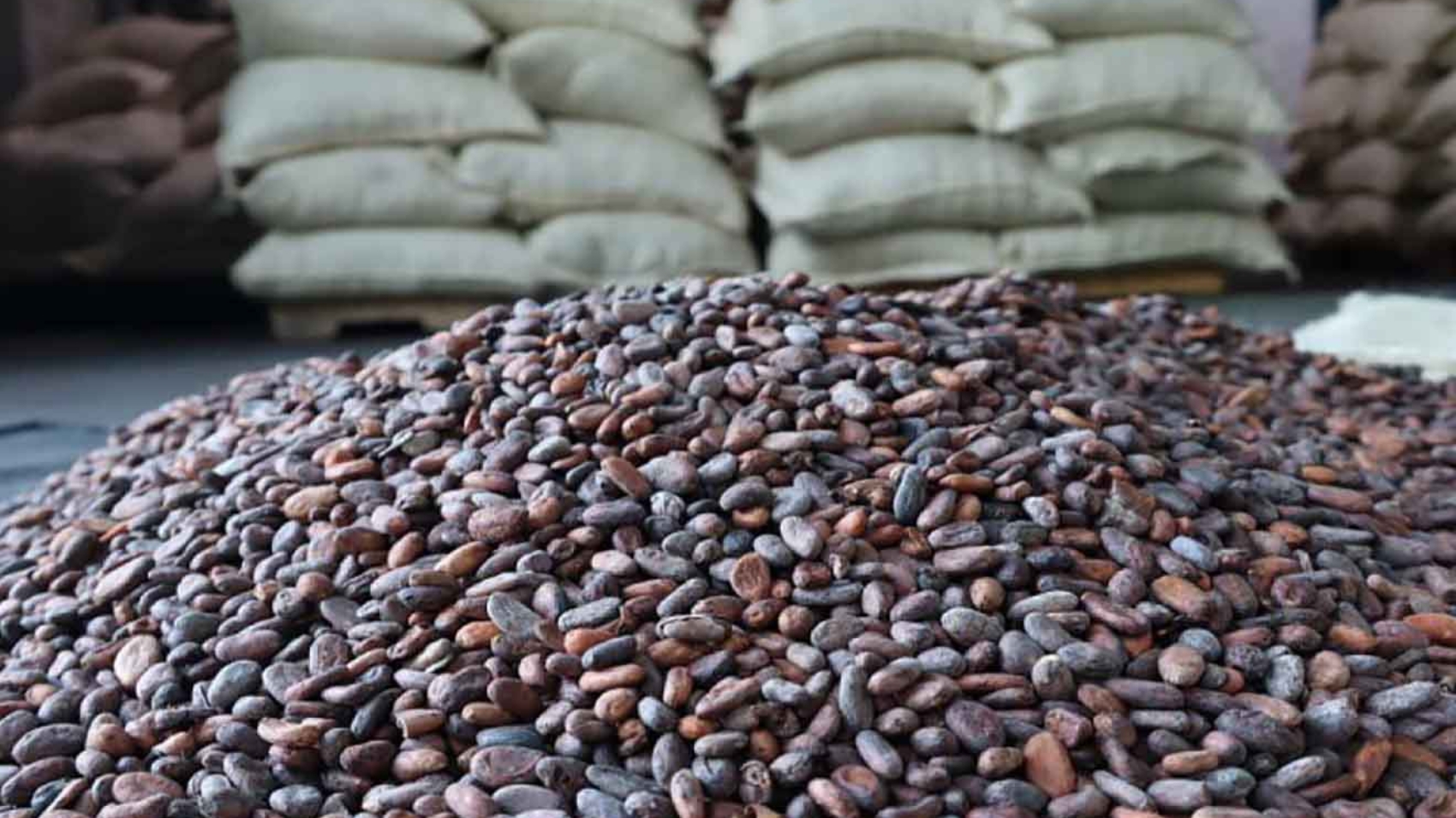 Cacao Venezolano