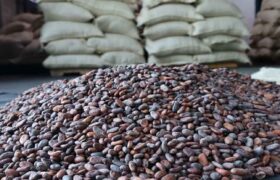200 toneladas de cacao venezolano fueron exportadas a Rusia