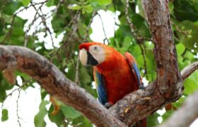 Inicia campaña formativa de protección de la fauna silvestres en Venezuela