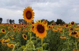 Feria del Girasol regresa a Portuguesa en 2026 para mostrar potencial agroturístico