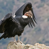 condor-andino