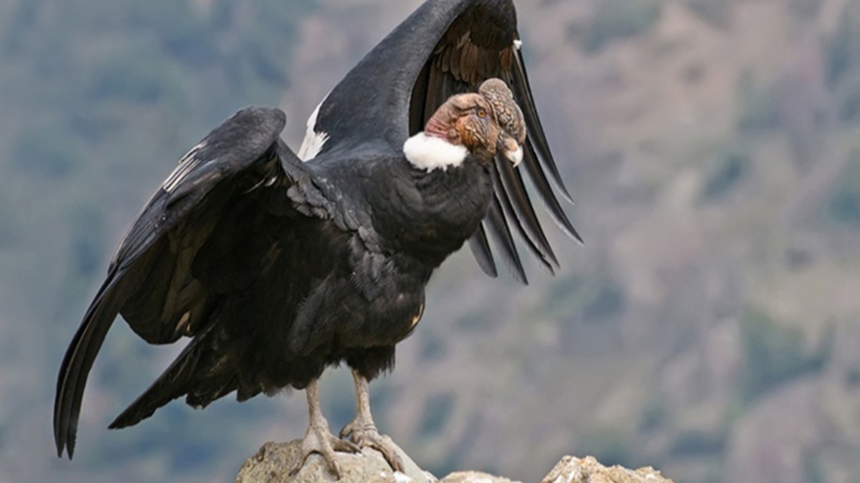 condor-andino