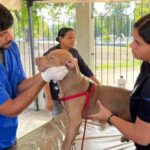 Misión Nevado realiza jornada gratuita de atención animal en Anzoátegui