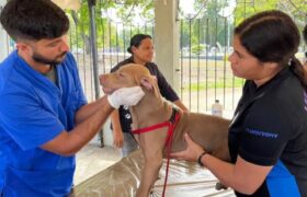 Misión Nevado realiza jornada gratuita de atención animal en Anzoátegui