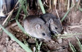 Despliegue para combatir plaga de roedores en el Sistema de Riego Río Guárico