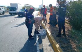 El impacto de los incendios forestales desplaza a la fauna silvestre en Maracay